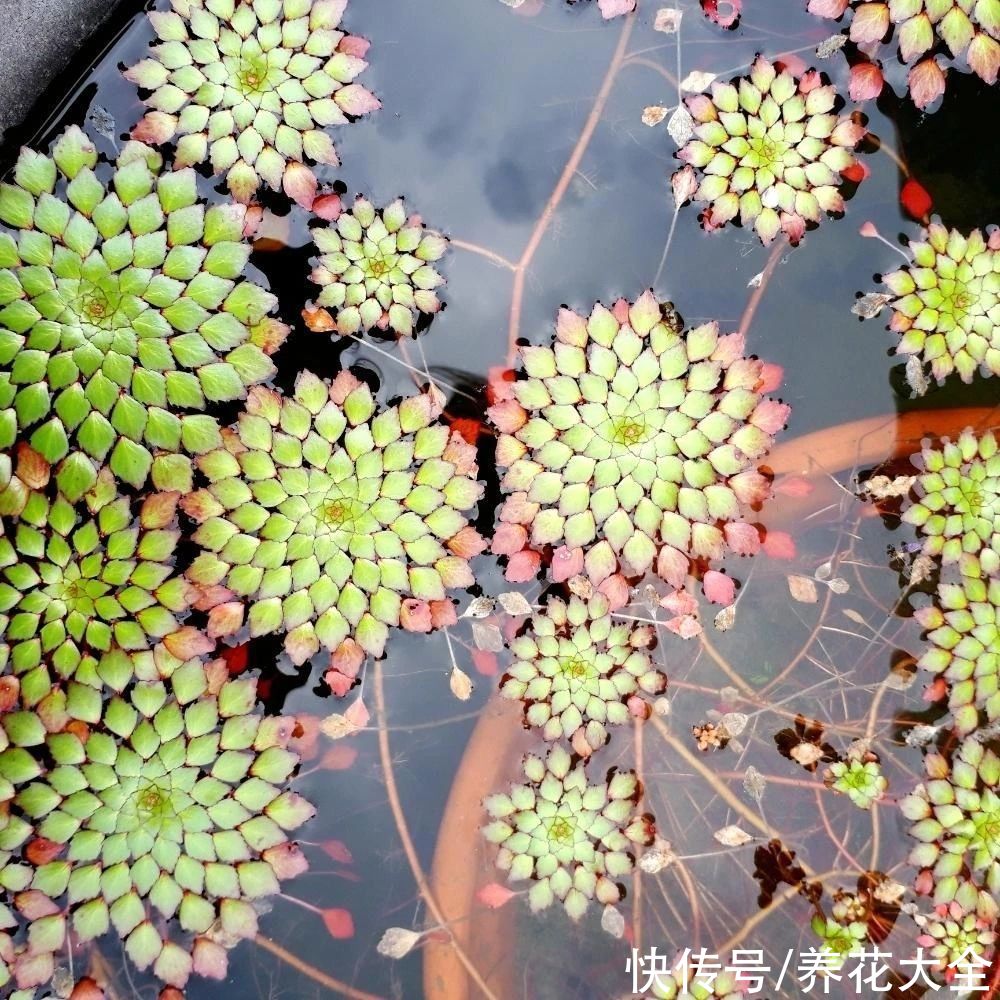 非常漂亮的水生植物，一盆水就能开出精致的花，太漂亮了