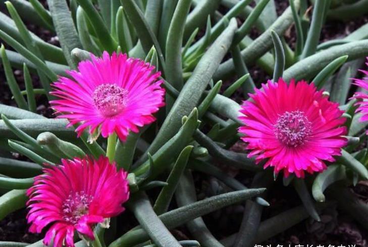 多肉奔龙开完花以后叶片软软的?问题可大可小,建议马上对照处理