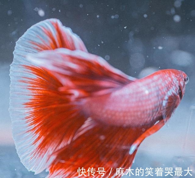 为什么你的鱼总是不断死去什么原因如何预防！