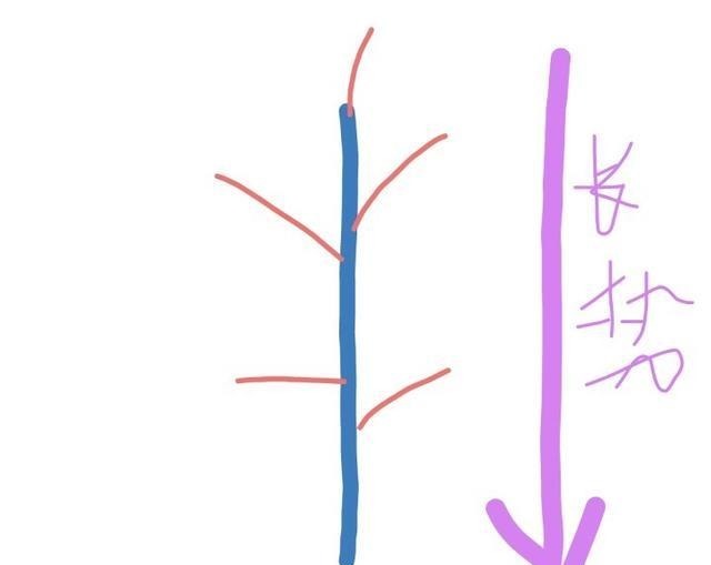 什么叫月季横拉月季横拉的枝条开花后如何修剪