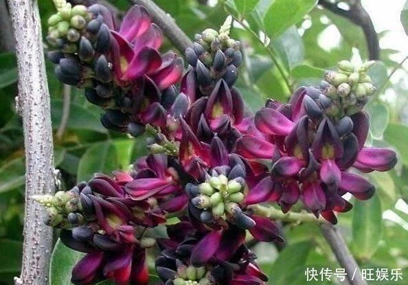 这东西,俗称“鸡血藤”,枝条红如鸡血,目前极其珍贵,遇见是福