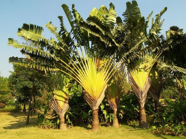 此花是沙漠中的希望,叶子翠绿郁郁葱葱,可以指导正确的方向!