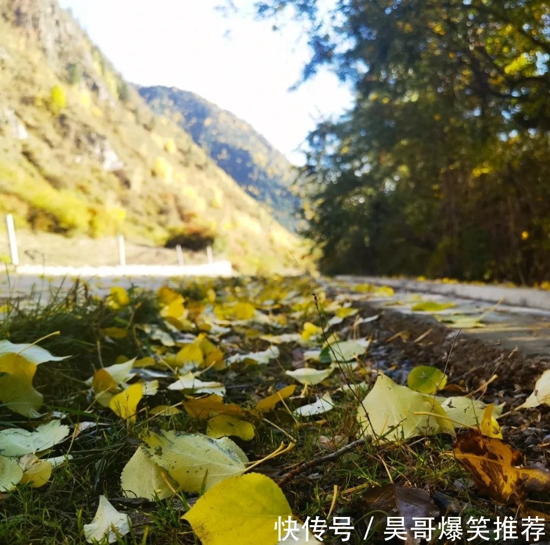 叶飘零|夏河金秋日