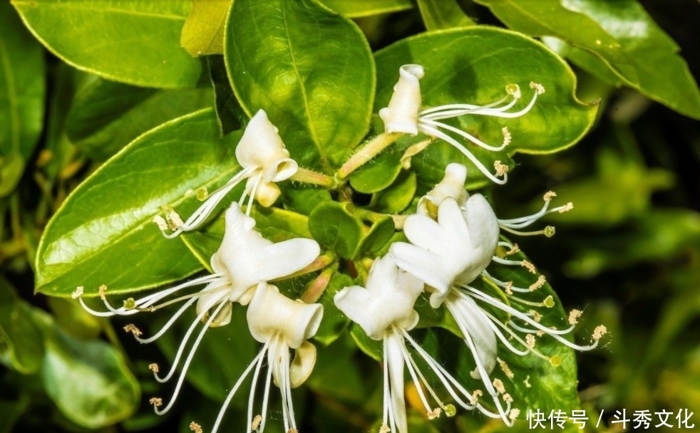 金银花和此物泡水喝,口臭没了,排出肝脏毒素