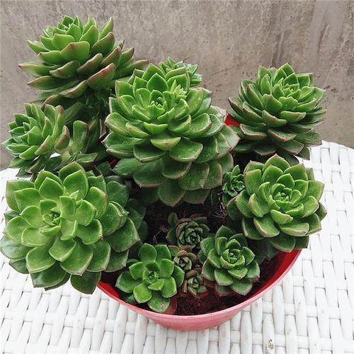 多肉|多肉蒂亚植物造型不美?是因为平时这“1点”忽略了!