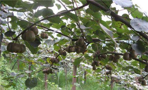 枇杷|养花不如养树,这几款很适合当观赏盆景摆放在阳台上