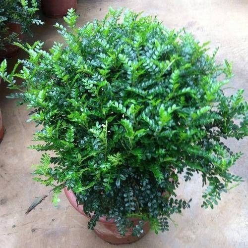 观赏价值|1种可以驱蚊的植物，比绿萝还好养，耐寒又耐热，养一盆飘香满屋