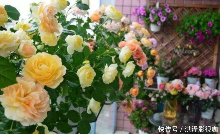 4款花卉常年开花不断,四季繁花似锦,花期一到开不停歇