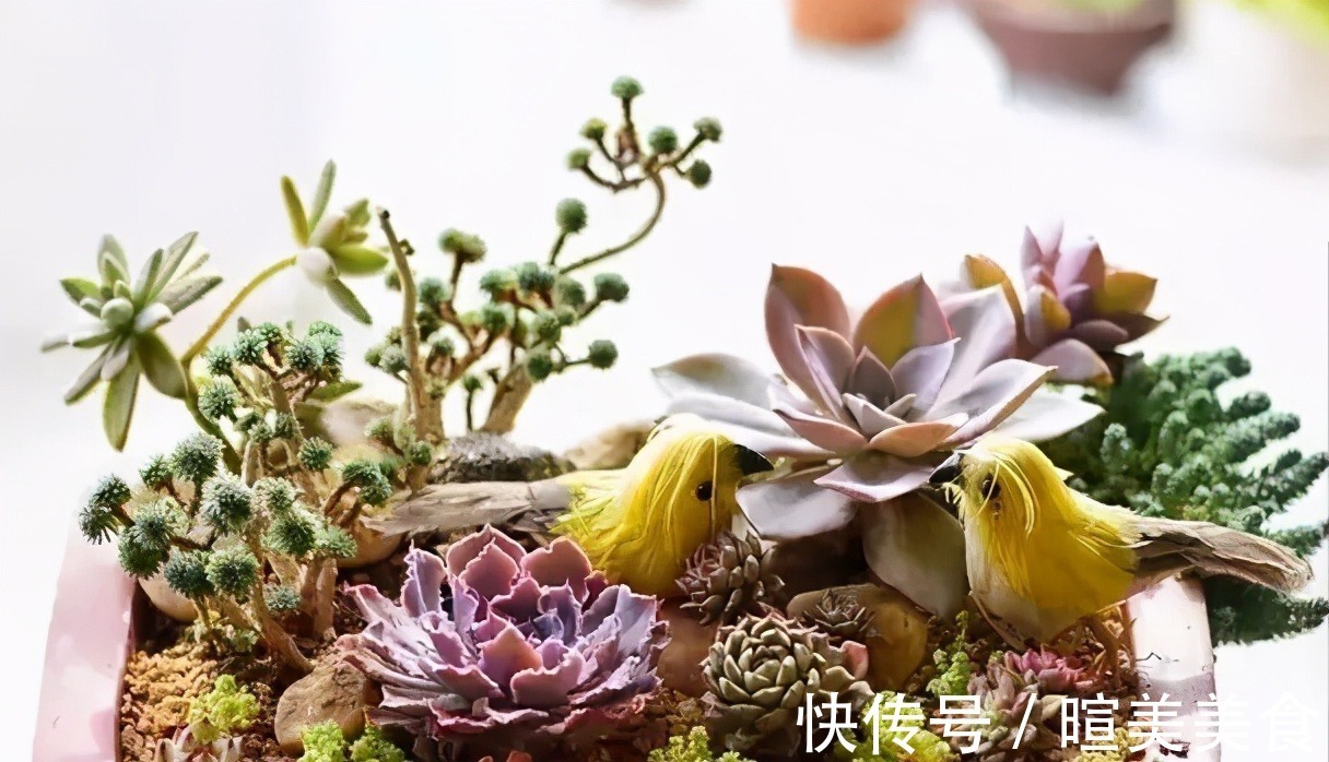 新芽|多肉初恋不长个,避开这“三怕”,猛蹿新芽,缀化成群生小老桩