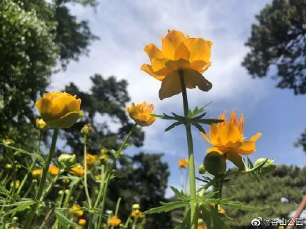 次第|初夏时节，知松园景区的金莲花次第开放