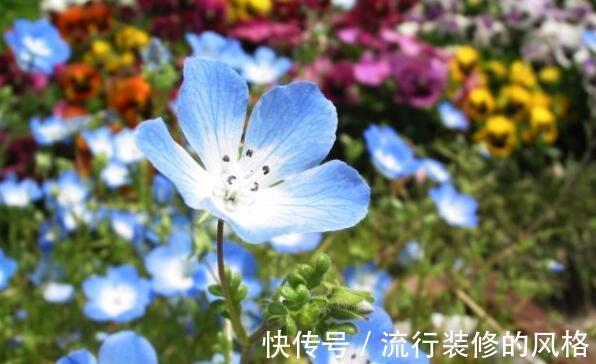 庭院|8月16日-8月31日,庭院选这几款花,好养如绿萝,花香易打理