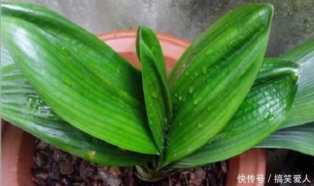 君子兰叶子出现褶皱,3个方面没有做好,应及时改正