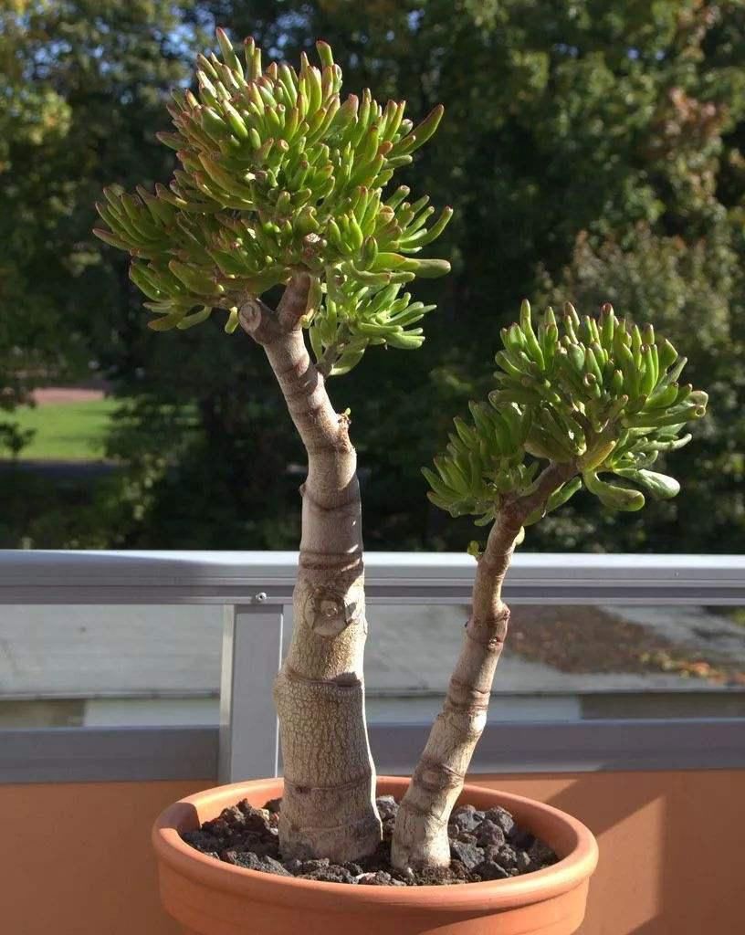  浇水|在冬天不光要将盆栽搬到家里，这4点也要注意，否则仍然会枯萎