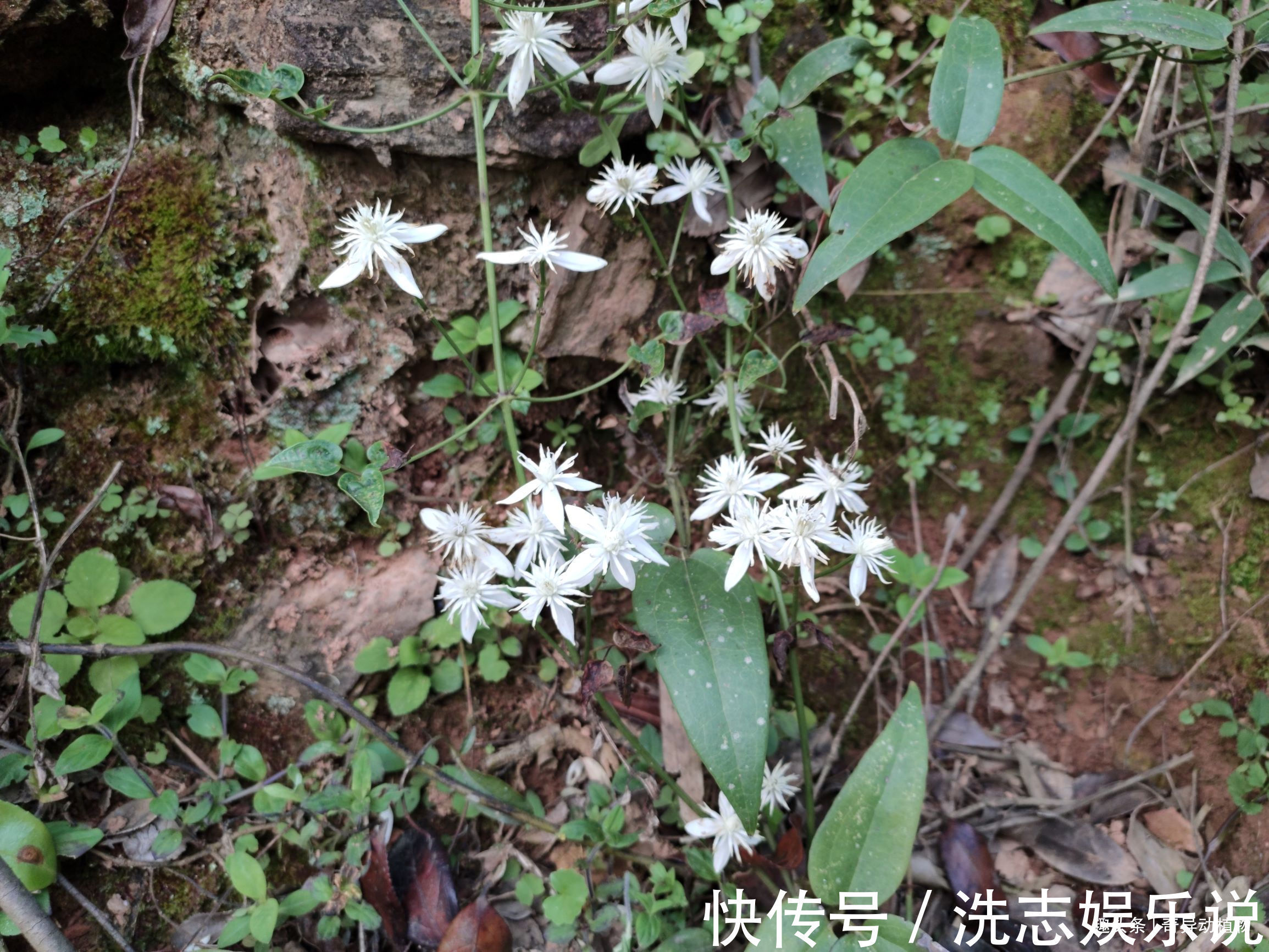 大夫|很多人看它只是漂亮的野花,而在中医眼里可是治病良药