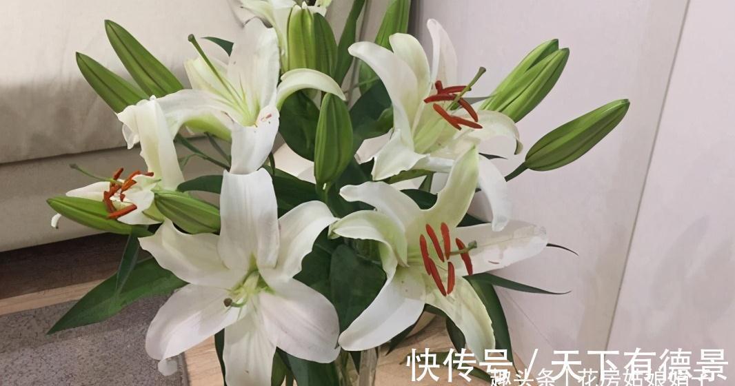 光照|百合花光长叶不开花,主要是4个方面的原因,做对了,开花很简单