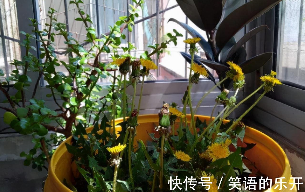 要点|一种野草叫婆婆丁,路边常见别忽视,老人说其价值极高