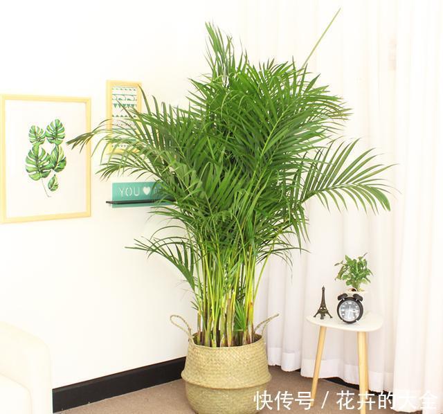 此7种健康花，养家里空气清新病菌少，看看你家有吗