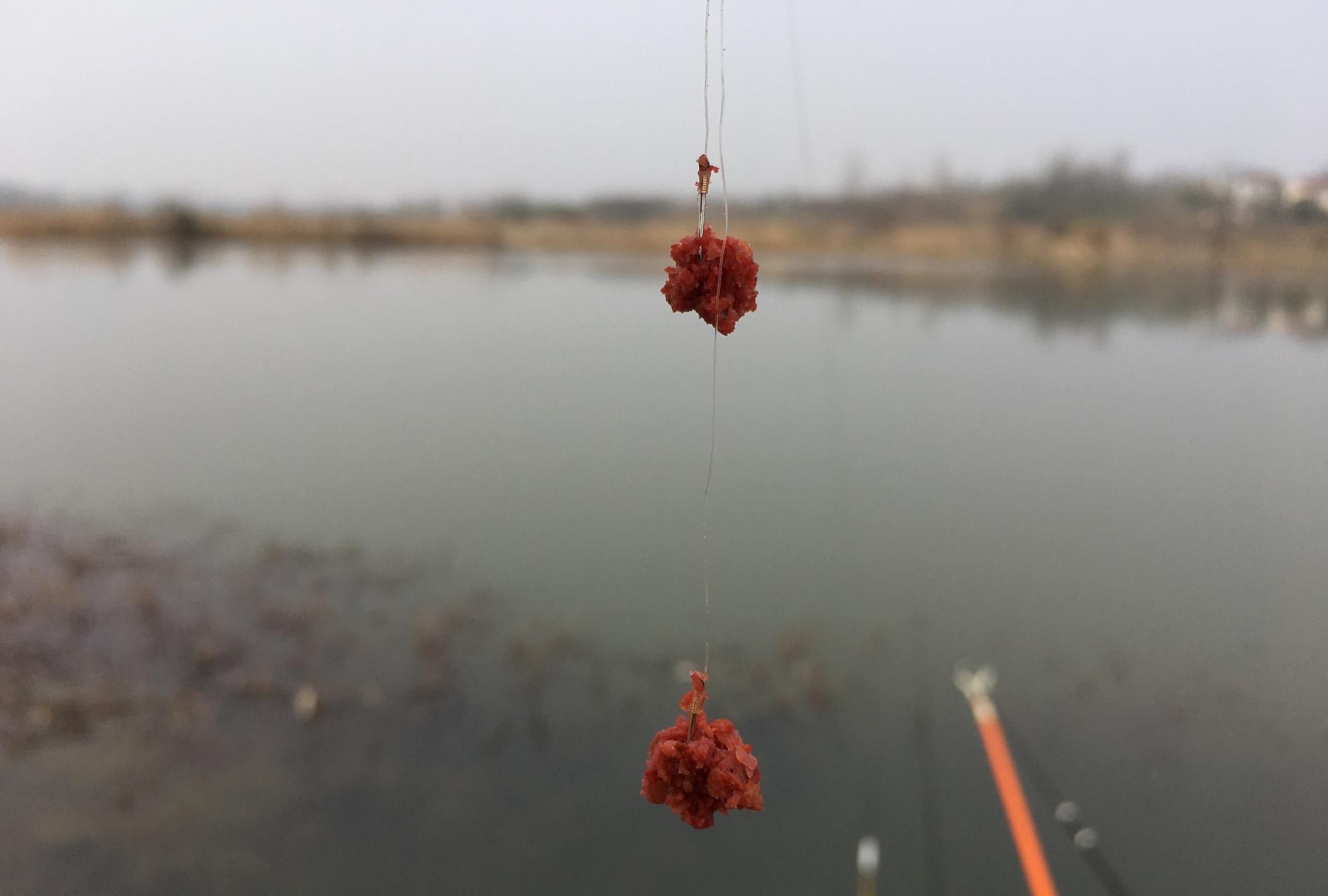  饵料|白条随便一点饵料就想糊弄我上鱼要想持久，就得这么干
