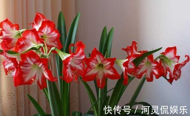 6种“懒人花”可真皮实，一个月不浇水，太阳越晒，开花越泼辣