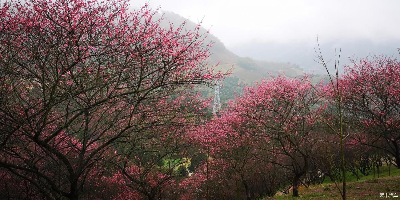 江南雨，梅花村，寻梅踏青！