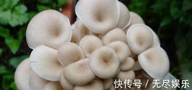 为主料|大叔阳台盆栽“蘑菇”,1盆变10盆,3天吃一茬,够全家吃!