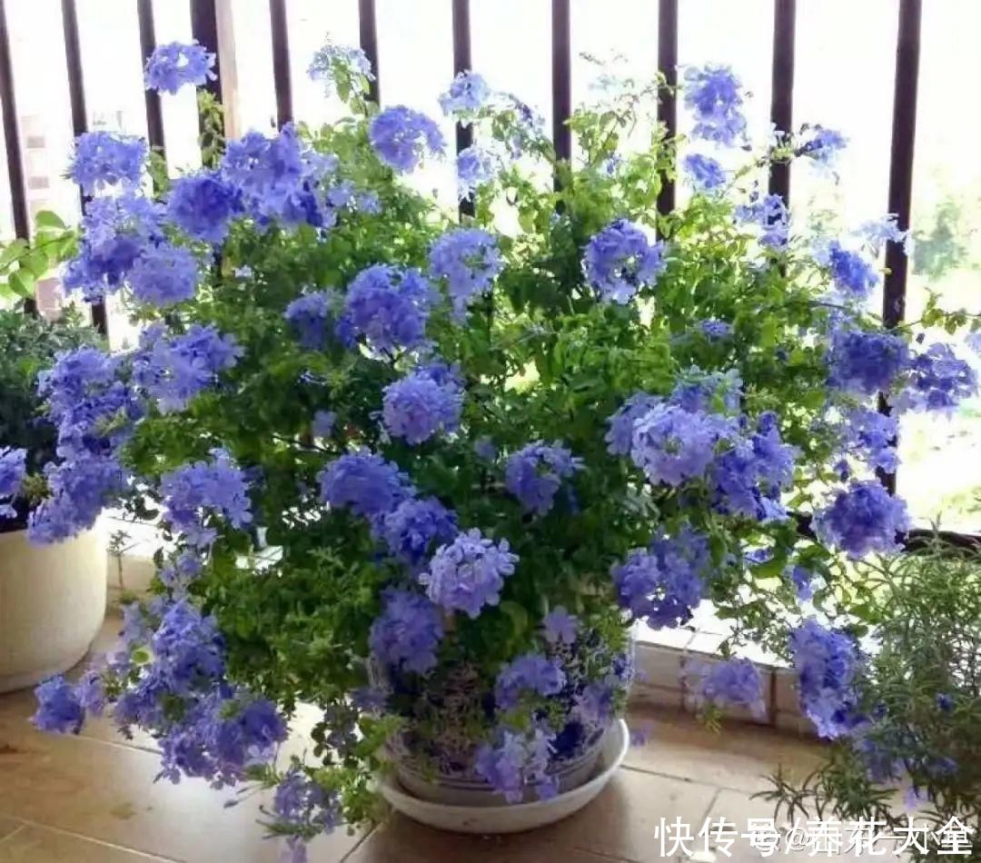 抗病、不招虫的天竺葵，屋里养一盆，开花一茬接一茬