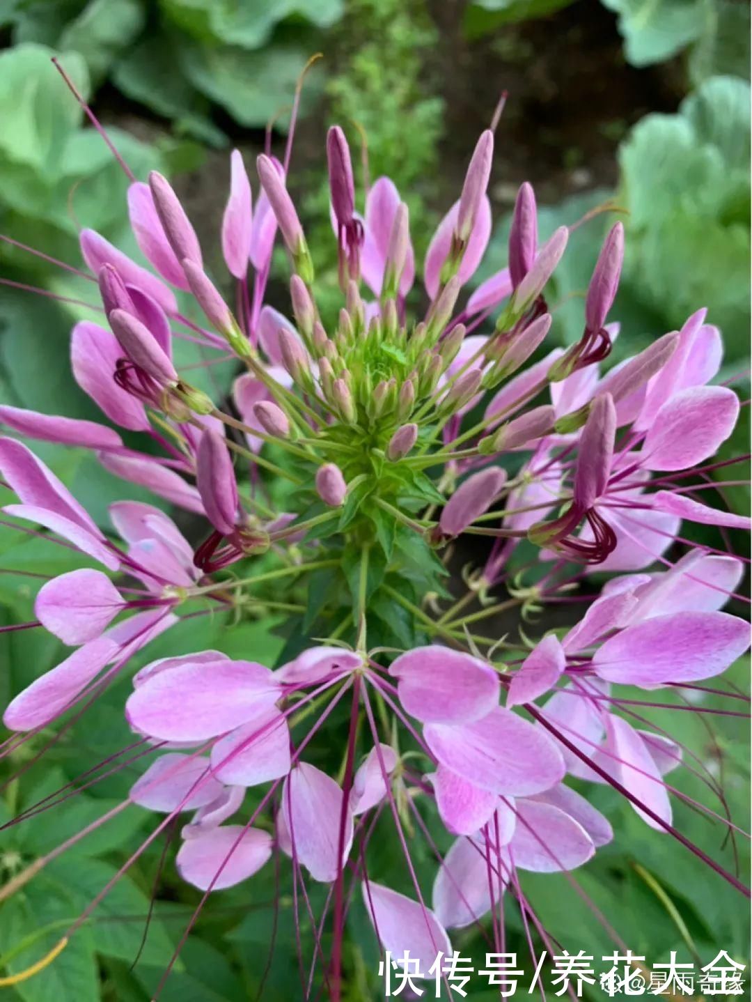 晒不死、热不死的花，越晒花越多，越热长越快