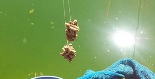 钓鱼技巧:麻团钓法操作要领和调漂技巧,钓鱼人的必修课!
