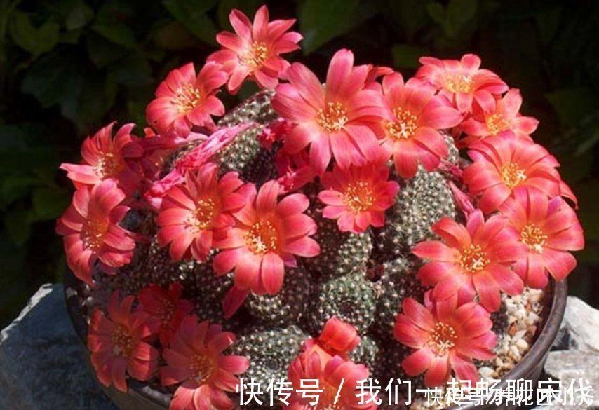 俗话说：“勤人养鱼，懒人养花”，这6种花最适合懒人去养