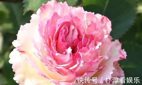 喜欢养玫瑰,那就养“珍稀玫瑰”蕾丝伊甸园,花色浅粉,别致典雅