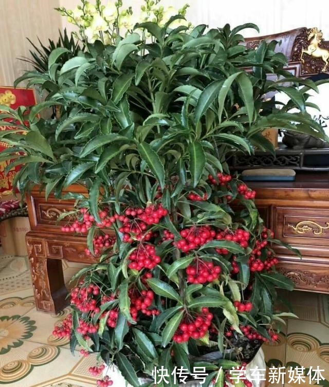 家里摆上10种花,越来越兴旺、发达,听名字就是“吉祥”花!