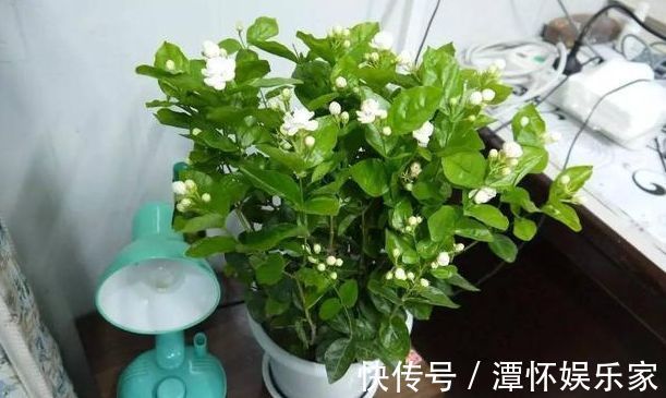 秋天养栀子花、茉莉花，30天喝一次“酸水”，长得快，来年开花旺