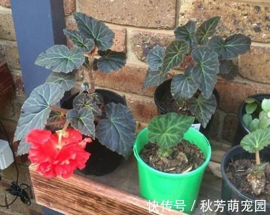 生根肥|夏季高温天,想要居家赏花就盆栽它们,一片叶子都能扦插成苗