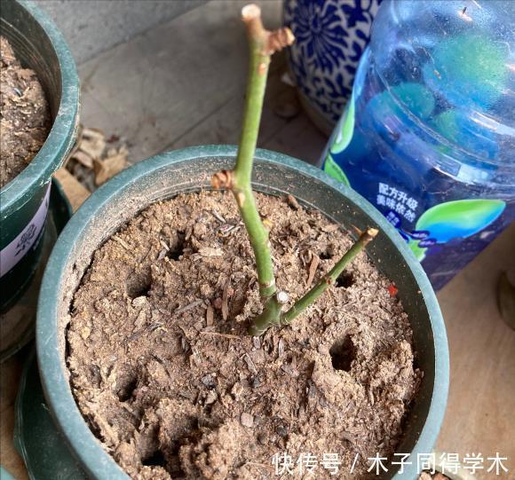 肥料|养花“杀手”的5个坏习惯,看你中了几个?怪不得你养不好花