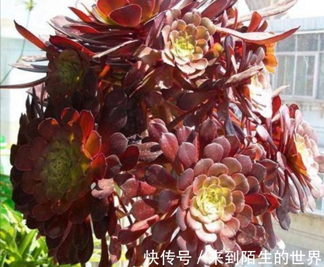 养多肉黑法师，单头变成多头，只需简单一刀，就能长出多个花头