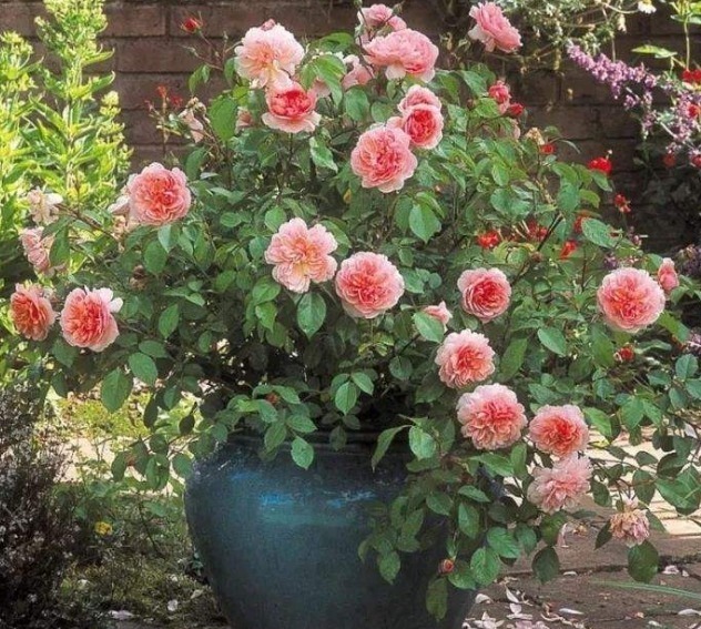 杜鹃花|月季花杜鹃花栀子花总是养不活教你一招,连开3个月!