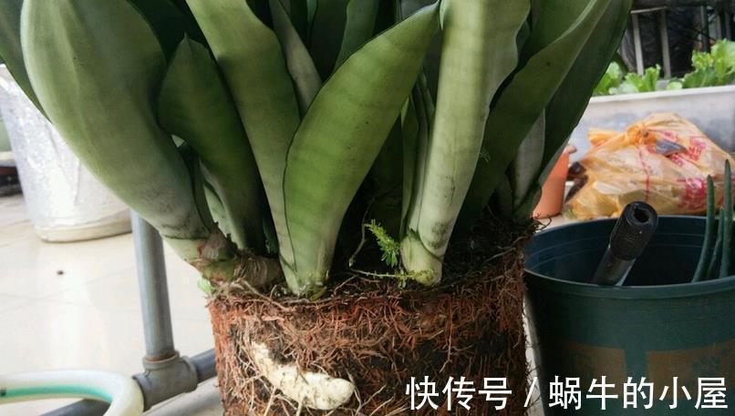 花卉|秋季养花换盆土:从准备到服盆,期间该注意哪些细节?