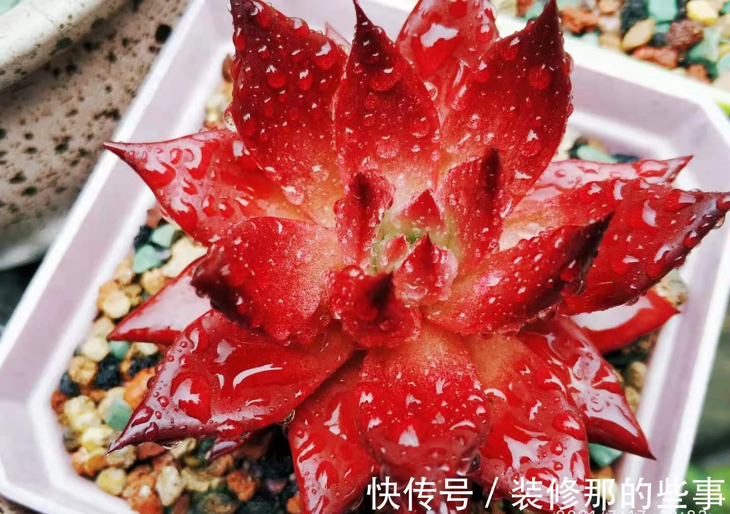 奥普琳娜|非开挂区的多肉如何安全度夏？我按照自己的养护经验来告诉你答案