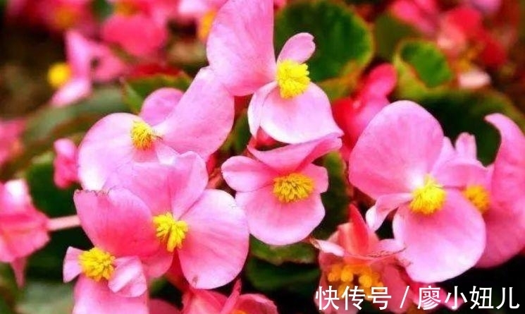 此款花草适合新手养殖,不仅长得漂亮,名字也好听,赏心悦目