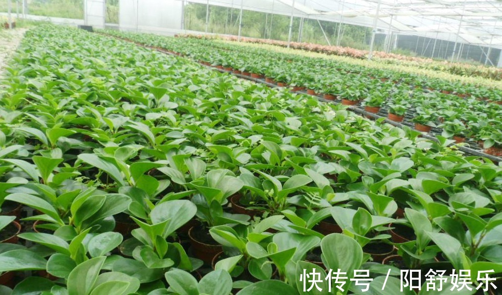 想在桌面养一盆植物,可以试试这种多肉,养护简单,叶片四季常绿