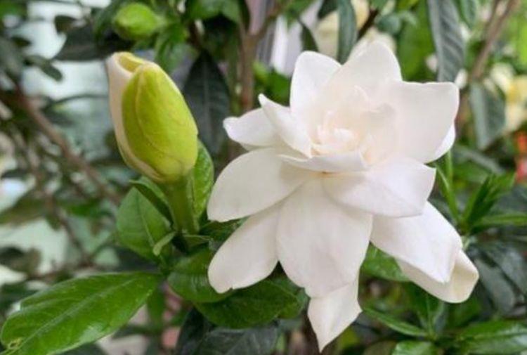 4种漂亮花，好打理易爆盆，阳台变花海，越养越喜欢