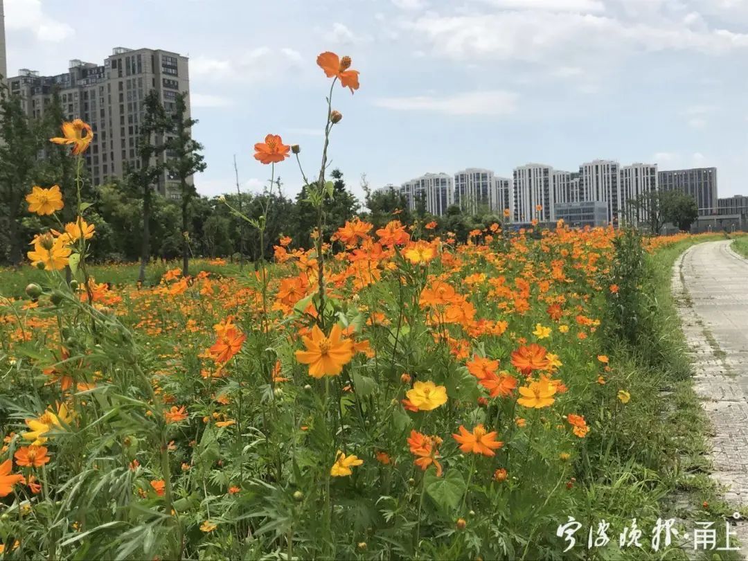 花海|70000㎡！宁波市中心又多一处绝美花海！