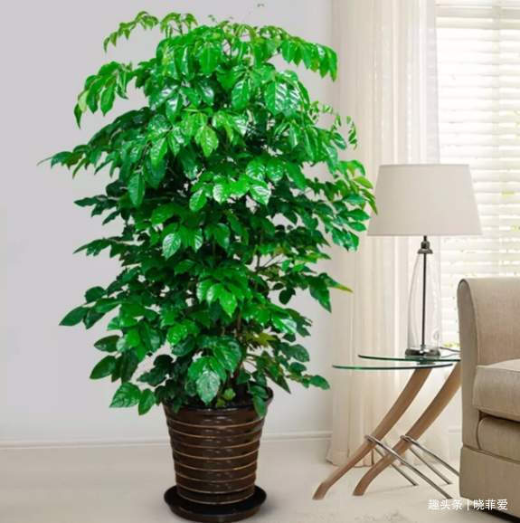 寓意|6种植物,花开富贵“好兆头”,能养开花是“高手”,你家有吗