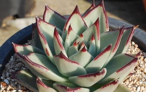 多肉中的“铁血硬汉”，养出状态真霸气，养护简单，新手也会养