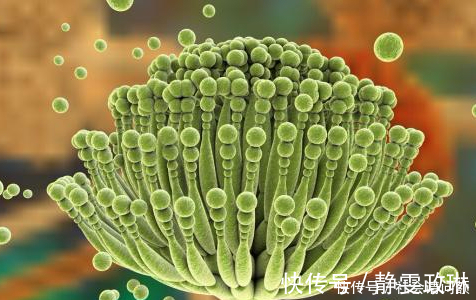 朋友|伤肝“水果”被揪出，可惜很多老年朋友当成宝，劝你早忌嘴