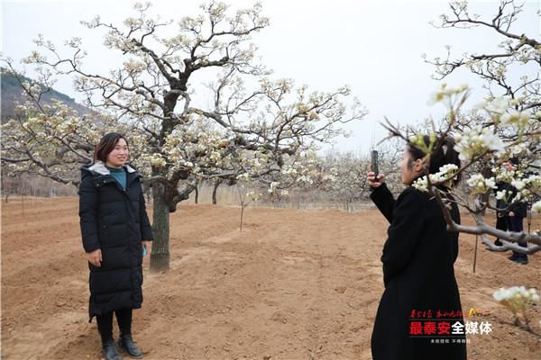 好客宁阳 梨园飘香 第24届宁阳梨花节开幕