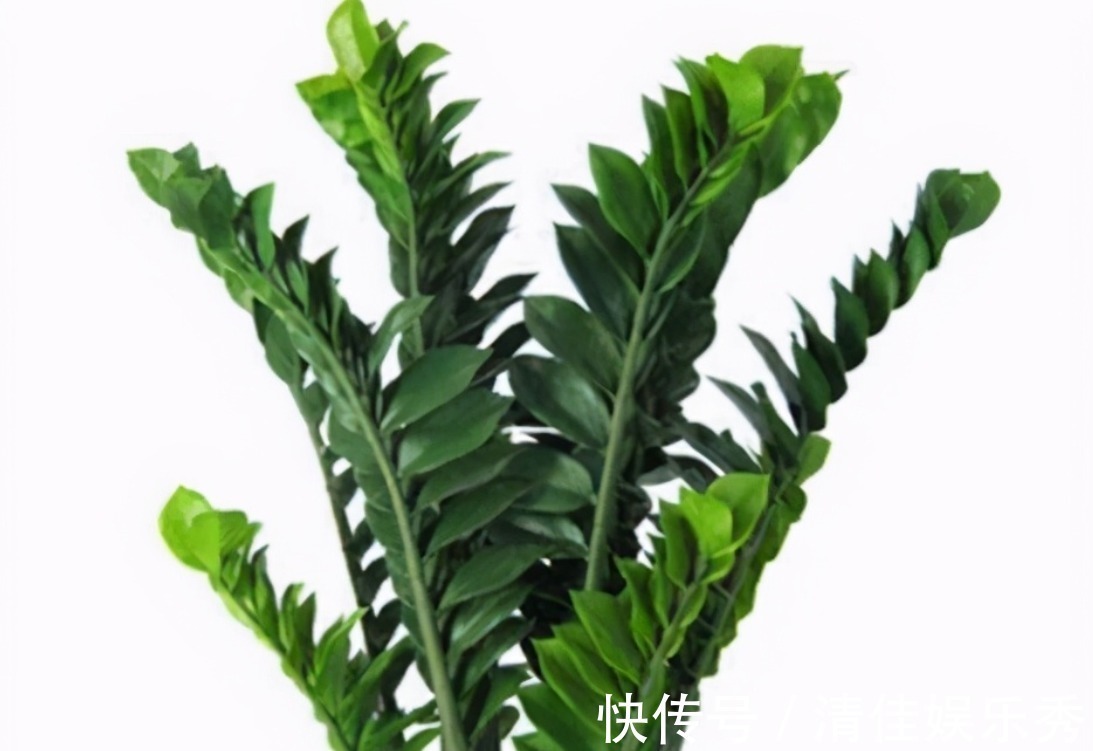 肥沃|4种树,花开富贵“好兆头”,难得一见,看看你家有吗?