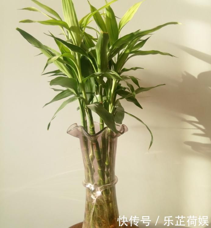 想要把小苗罗汉松,快速打造成“老桩盆景”,要做好这“几点”