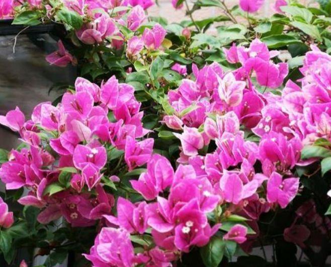 4款艳美的花卉,花大色艳花期长,开花量大,花开枝繁叶茂