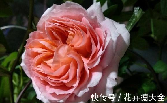 值得入手的6款月季花,花型标准花期长,漂亮又好养,阳台也能种